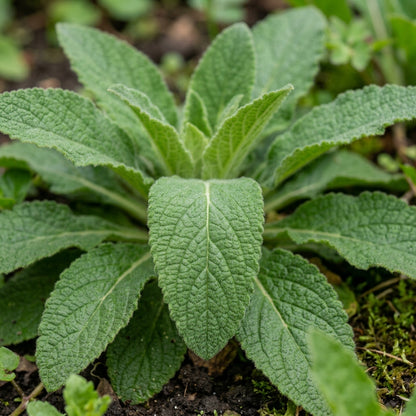 Verbascum Phoeniceum Flower Seeds For Planting