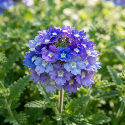 Verbena Blue Lagoon Seeds - Blue Verbena Flower Seeds for Garden