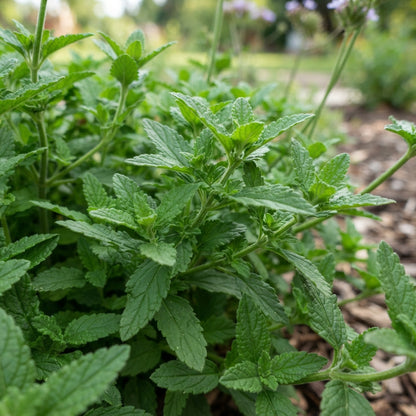 Verbena Blue Lagoon Seeds - Blue Verbena Flower Seeds for Garden