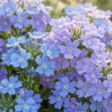 Verbena Hybrida Blue Flower Seeds For Planting