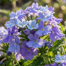 Verbena Hybrida Blue Flower Seeds For Planting