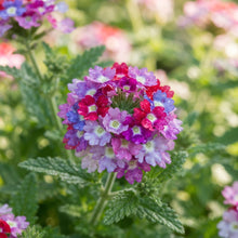 Verbena Ideal Mix Flower Seeds for Planting