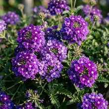 Verbena Imagination Flower Seeds
