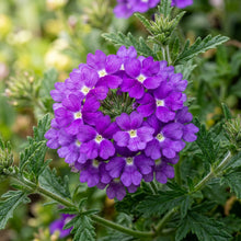 Verbena Imagination Flower Seeds