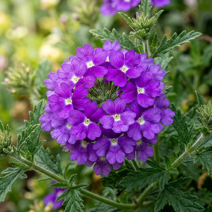 Verbena Imagination Flower Seeds