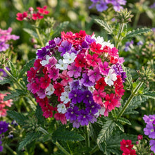 Verbena Quartz Mixed Flower Seeds For Planting
