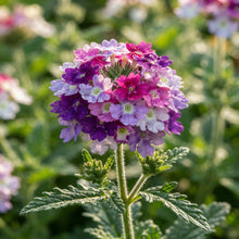 Verbena Scentsation Flower Seeds for Planting