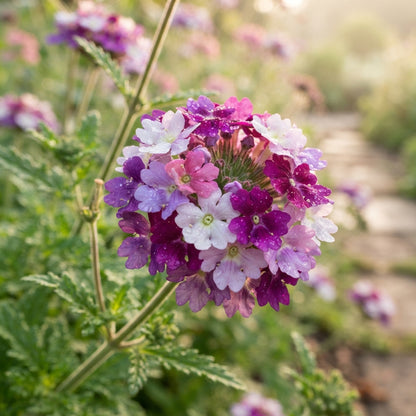 Verbena Scentsation Flower Seeds for Planting