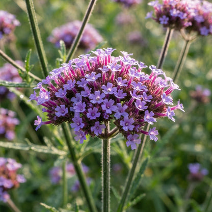 Verbena bonariensis Flower Seeds