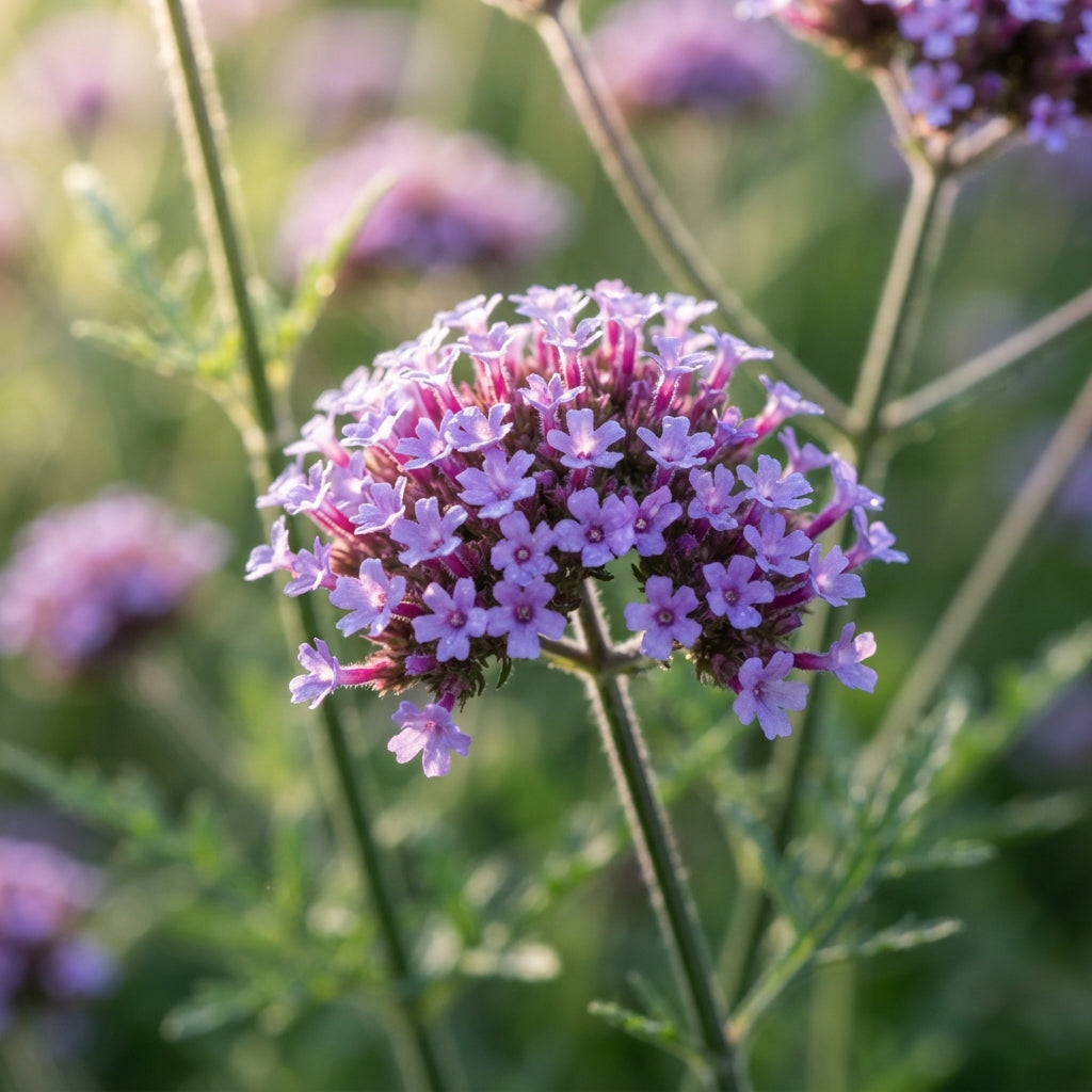 Verbena bonariensis Flower Seeds