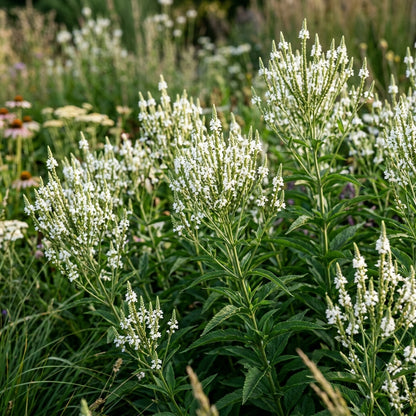 Verbena Hastata Alba Flower Seeds For Planting