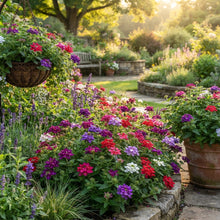 Verbena Ideal Mix Flower Seeds for Planting
