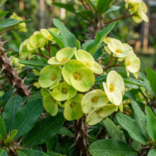 Verde Milii Flower Seeds for Planting
