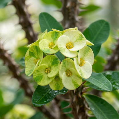 Verde Milii Flower Seeds for Planting