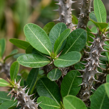 Verde Milii Flower Seeds for Planting