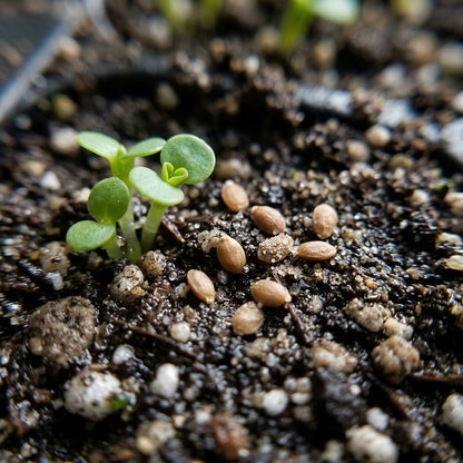 Verde Milii Flower Seeds for Planting