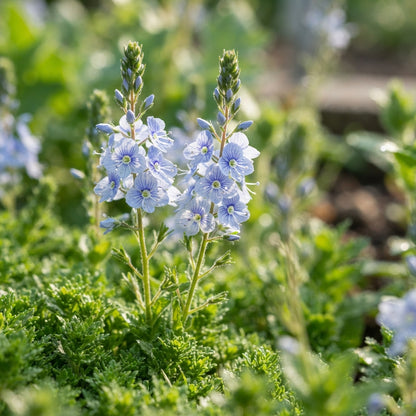 Veronica Gentianoides Flower Seeds for Garden Planting