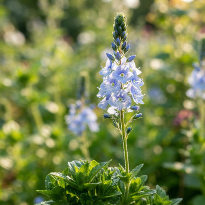 Veronica Gentianoides Flower Seeds for Garden Planting