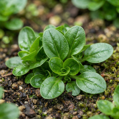 Veronica Gentianoides Flower Seeds for Garden Planting
