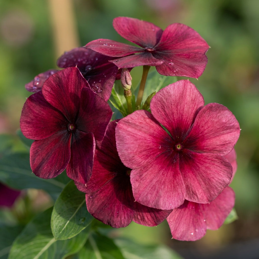 Vinca Pacifica XP Burgundy Flower Seeds For Planting