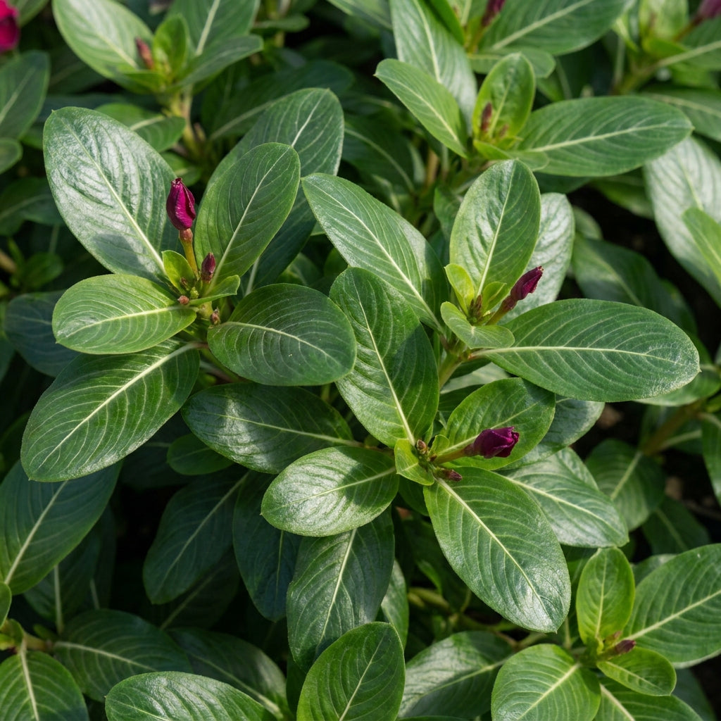 Vinca Pacifica XP Burgundy Flower Seeds For Planting