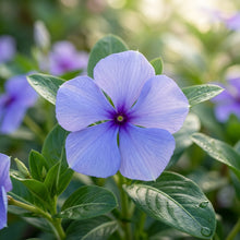 Vinca Periwinkle Flower Seeds For Planting