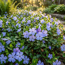 Vinca Periwinkle Flower Seeds For Planting