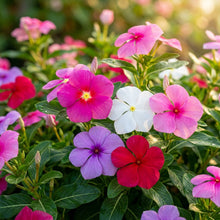 Vinca Rosea Mix Seeds – Colourful Periwinkle Blooms