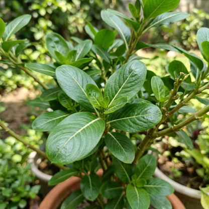 Vinca Rosea Mix Seeds – Colourful Periwinkle Blooms