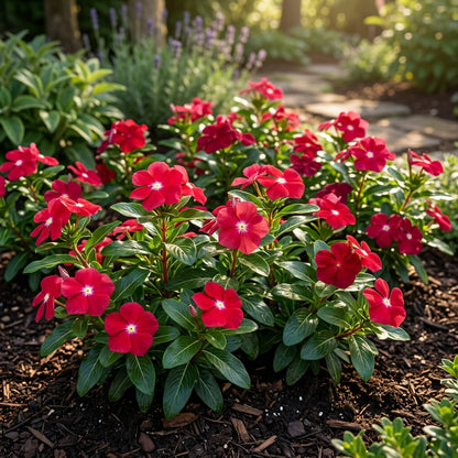 Vinca Rosea Red Cherry Dwarf Seeds for Garden Planting