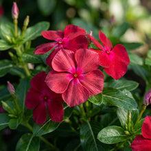 Vinca Rosea Red Cherry Dwarf Seeds for Garden Planting