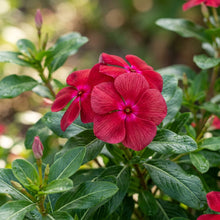 Vinca Rosea Red Cherry Dwarf Seeds for Garden Planting