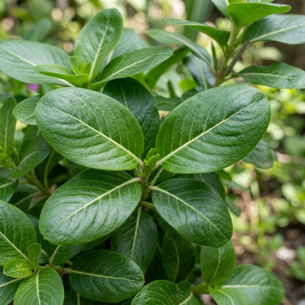 Vinca Rosea Red Cherry Dwarf Seeds for Garden Planting