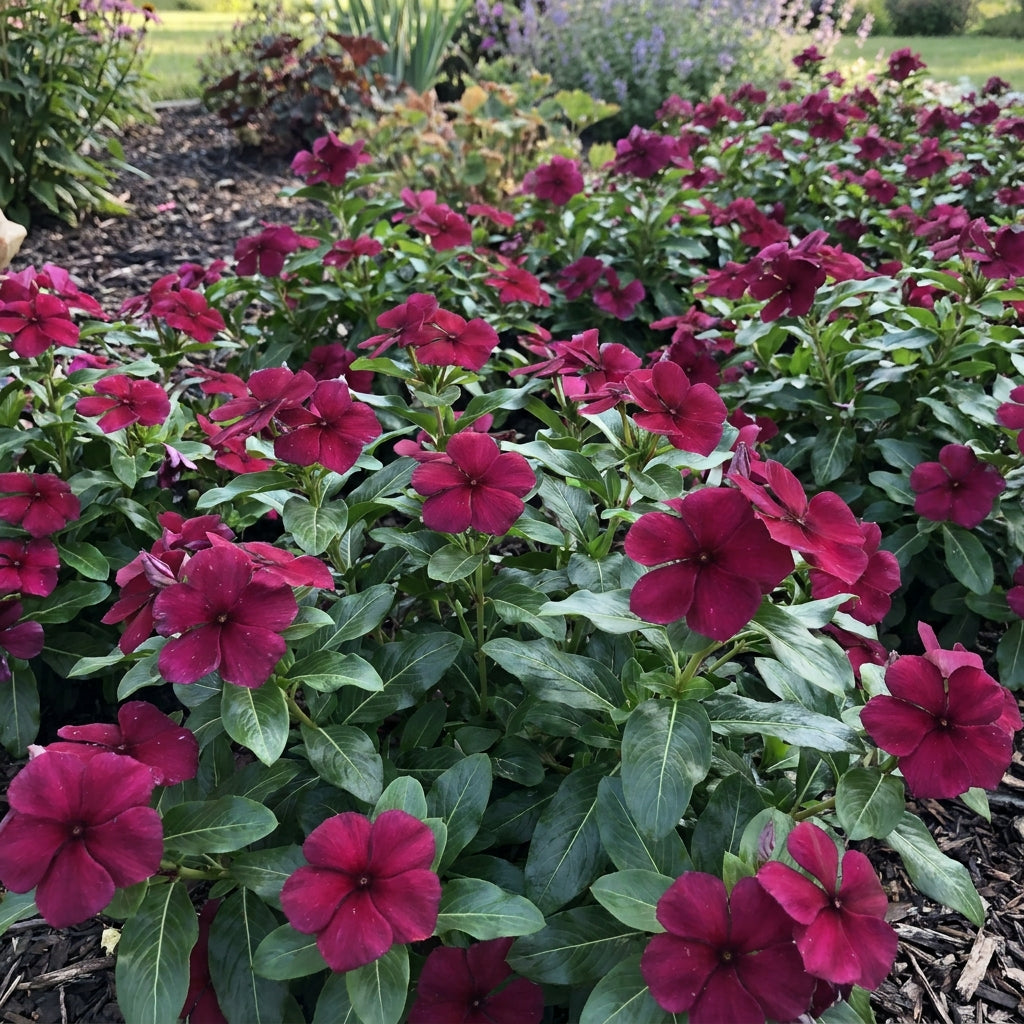 Vinca Pacifica XP Burgundy Flower Seeds For Planting