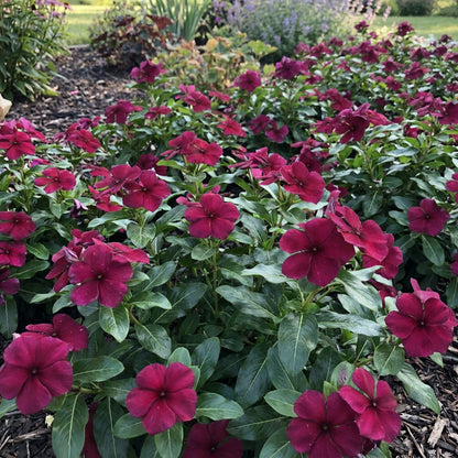 Vinca Pacifica XP Burgundy Flower Seeds For Planting