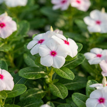 Vinca F1 Nana Little Bright Eyes Seeds for Planting