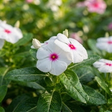 Vinca F1 Nana Little Bright Eyes Seeds for Planting