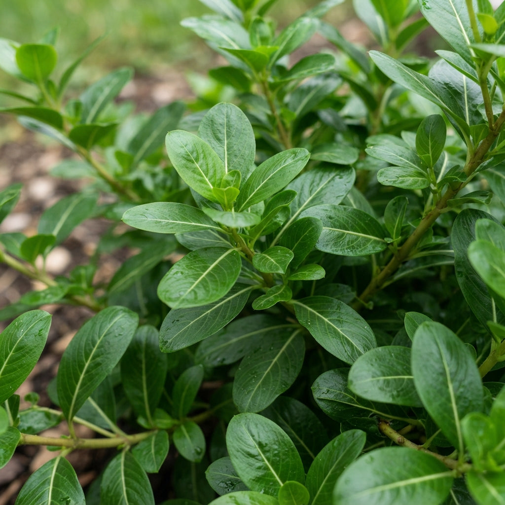 Vinca F1 Nana Little Bright Eyes Seeds for Planting