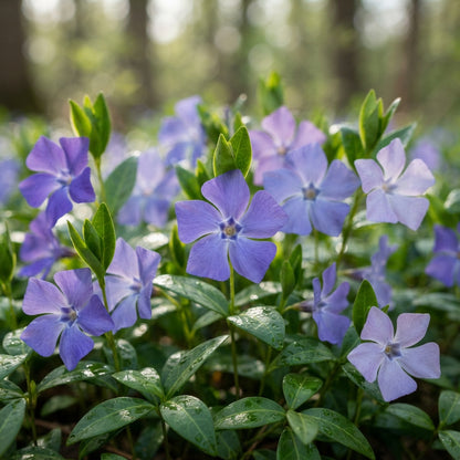 Vinca minor Periwinkle Seeds for Planting