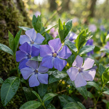 Vinca minor Periwinkle Seeds for Planting