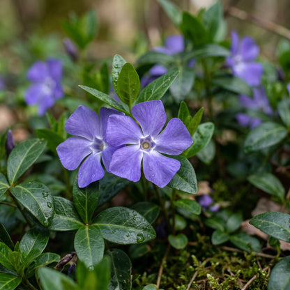 Vinca minor Periwinkle Seeds for Planting
