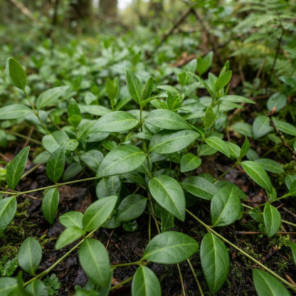 Vinca minor Periwinkle Seeds for Planting