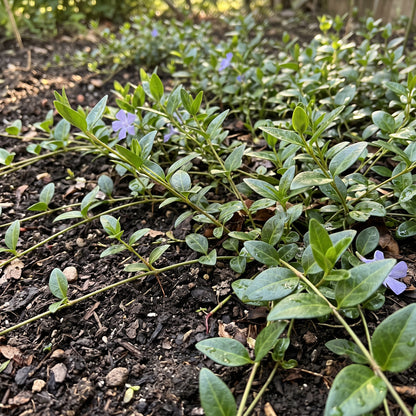 Vinca minor Periwinkle Seeds for Planting