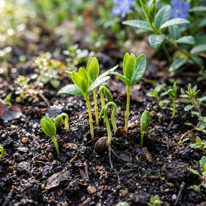 Vinca minor Periwinkle Seeds for Planting