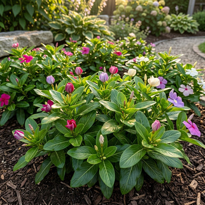 Vinca Pacifica XP Mix Flower Seeds For Planting