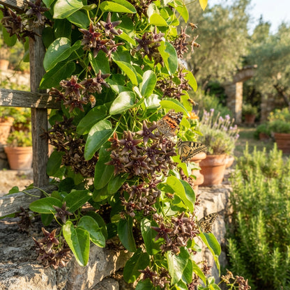 Periploca graeca Flower Seeds for Planting