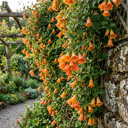 Canarina Canariensis Flower Seeds
