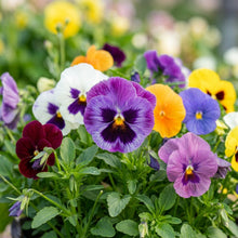 Viola Germania Mixed Flower Seeds For Planting