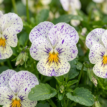Viola Freckles Flower Seeds For Planting