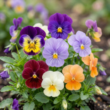 Viola Cornuta Seeds – Large Flower Mix